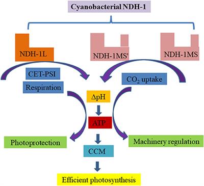 Cyanobacterial NDH-1 Complexes